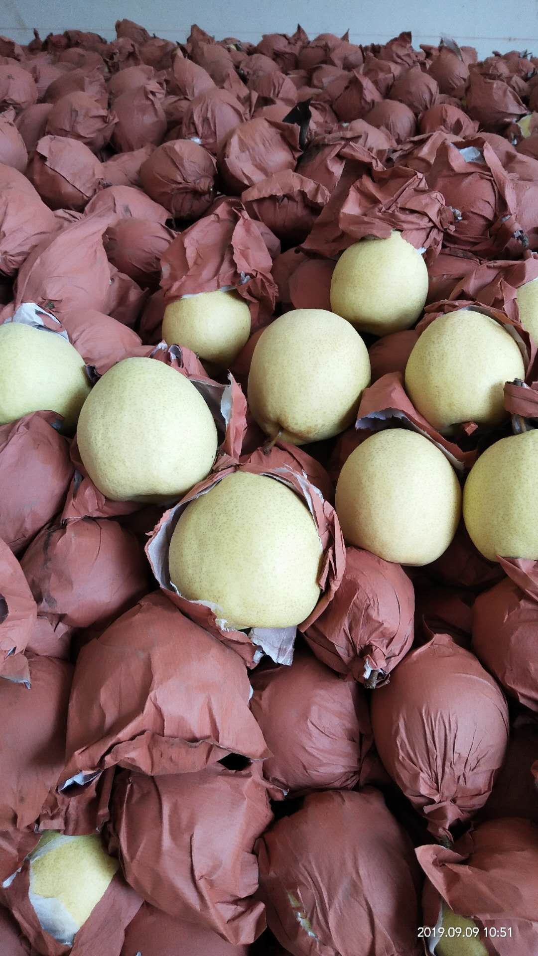 南水梨 口感的好，自产自销，渭南蒲城这边，