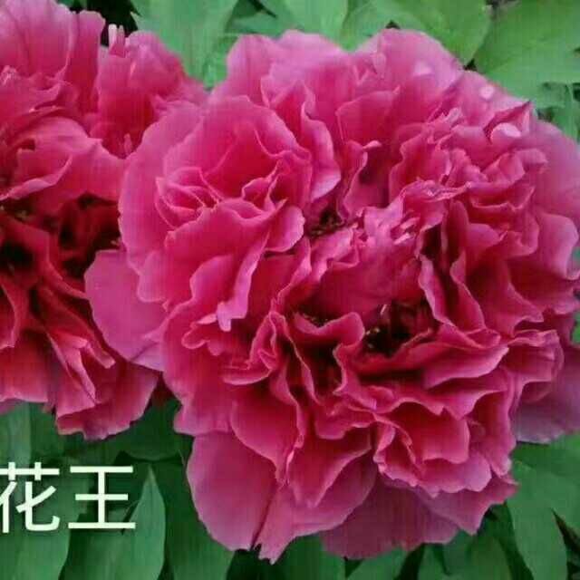  牡丹