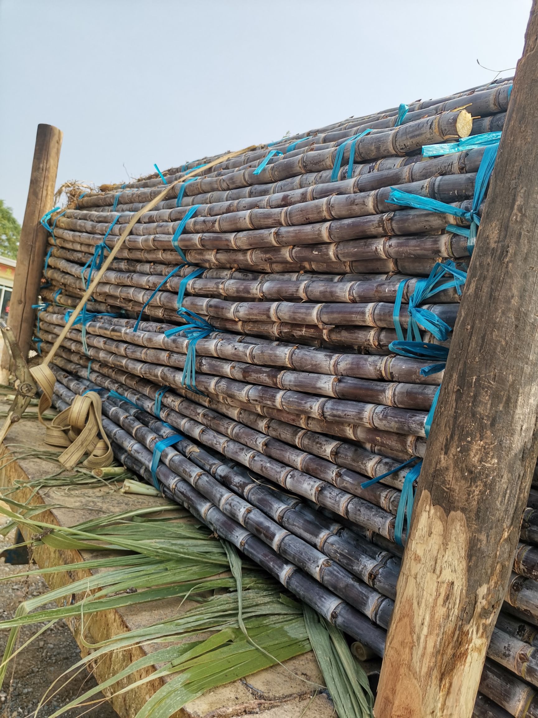 甘蔗  黑皮果蔗大量上市价格全国：最平最合理：信誉第一：广交天下朋友