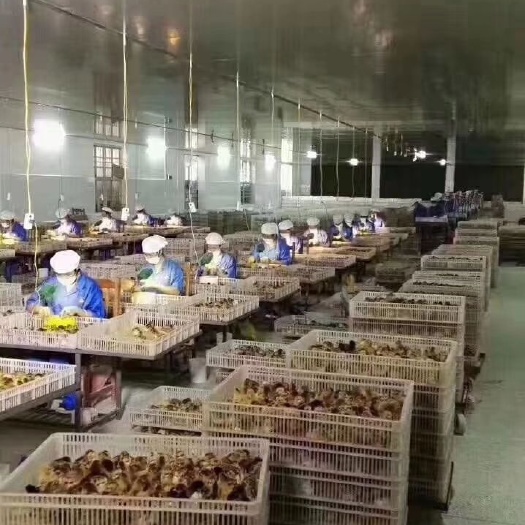 南宁桂香鸡苗