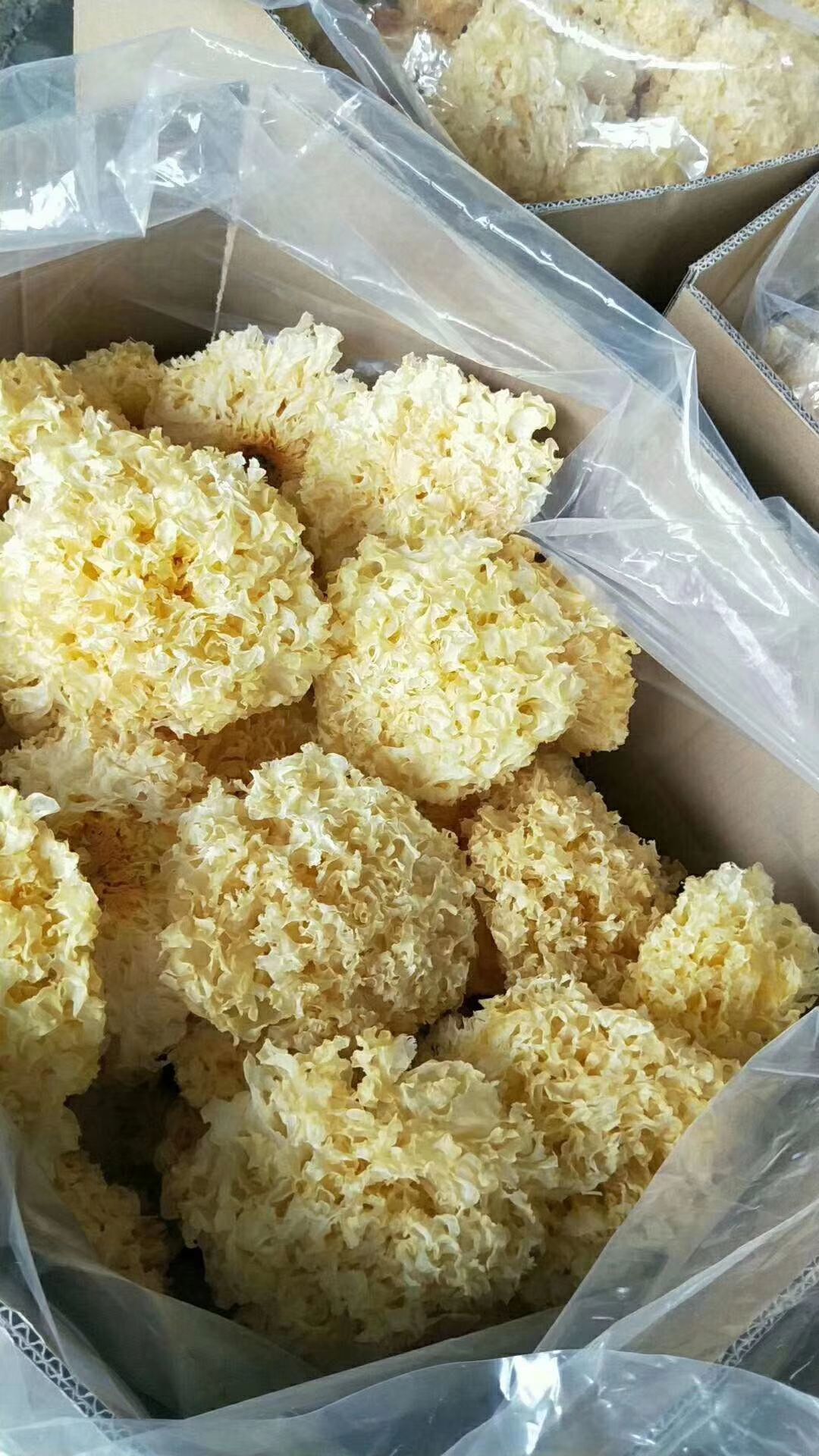 雪耳  古田银耳