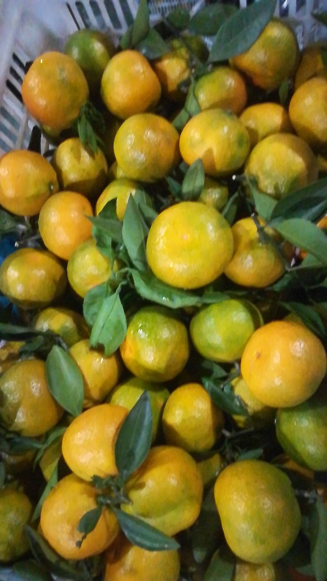  柑桔（叶桔）产地直供