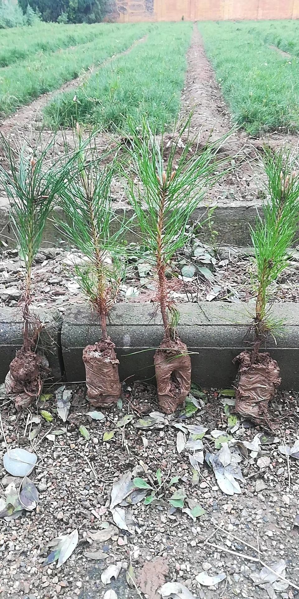 碗碗侧柏 油松营养袋量大要的