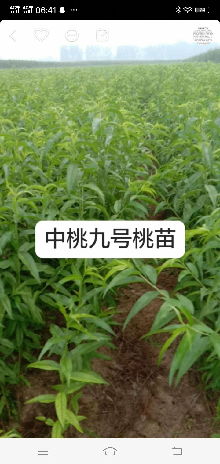 中油9号桃树苗 早熟中桃九号桃苗