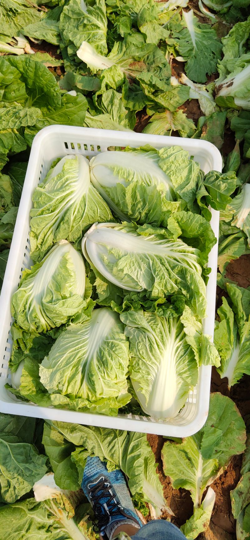 黄心大白菜  夏阳白菜，抗热王白菜，山东肥城大量供应，山东大白菜