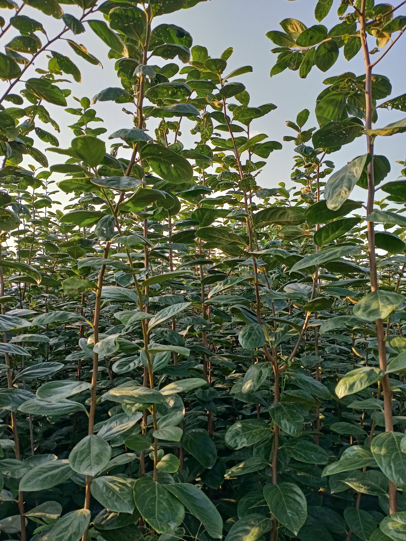 富平尖柿苗 优质，纯正，高产。