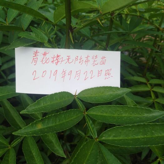 西昌市青花椒苗 大量出售无防布青花椒袋装苗数量50万请关注下单
