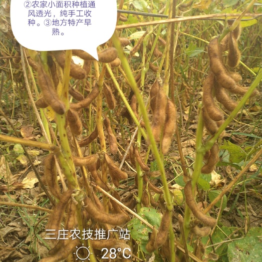 泗阳县肾型黄豆 2019地方特色产品翠扇(四粒黄)优质腐豆！