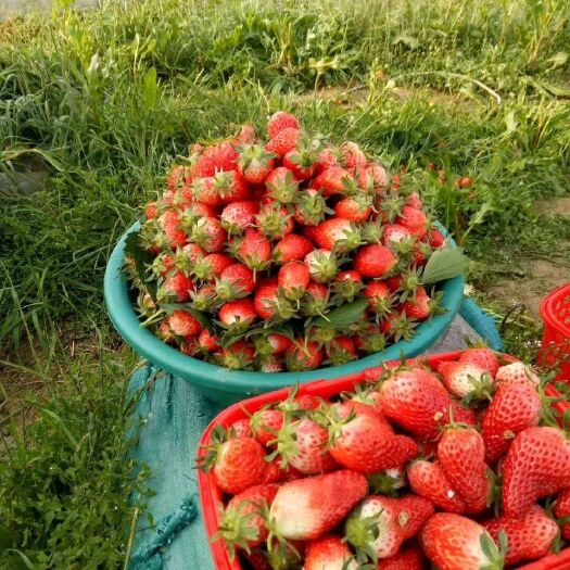 泰安批发各品种草莓苗 红颜章姬妙香保品种壮苗