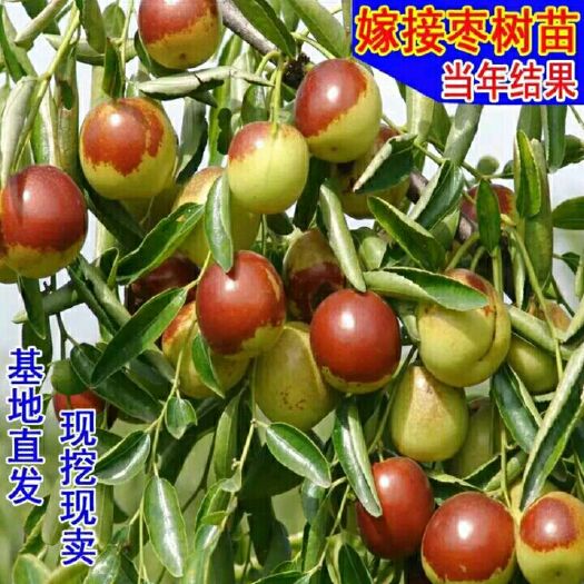 平邑县 龙须枣树苗，保证对版，基地直销，保湿发货，保证成活率。