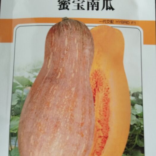 绵阳 蜜本南瓜种子 色泽好 瓜条顺直