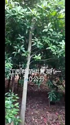 小叶杜英  江西精品杜英基地1一20公分，免费咨询，现货。