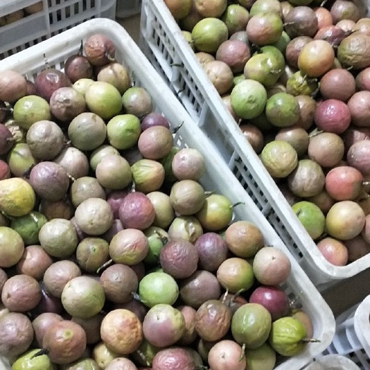 儋州市黄金百香果 寻求合作商