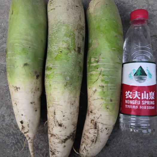 鄢陵县 十八亩青皮萝卜，需要联系
