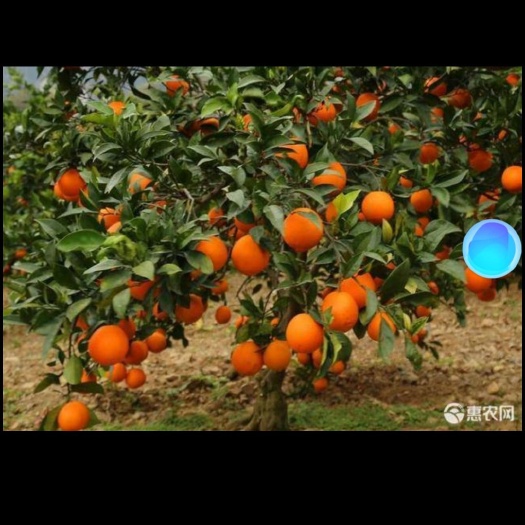 阳朔县纽荷尔脐橙苗 纽菏尔脐橙苗粗壮无病根糸好苗清秀包邮