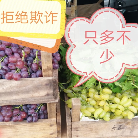 平度市玫瑰香葡萄 大泽山玫瑰香，味道好极了