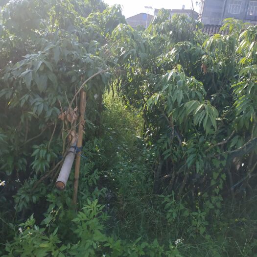 灵山县妃子笑荔枝苗 本苗场供应荔枝开叉扦枝苗，占地用苗，苗木漂亮，价格优惠