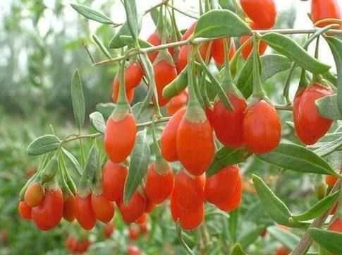 平邑县红枸杞苗 枸杞子苗