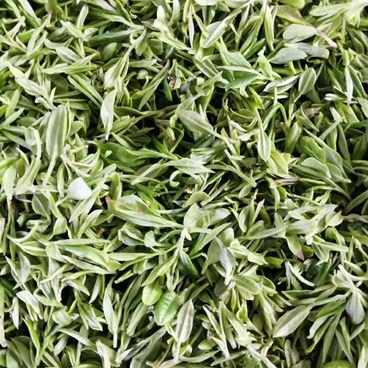 诸城市 产自山东诸城的深山绿茶，每一棵都是手工采摘的新鲜好茶。