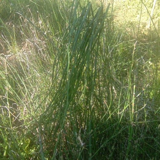 节节草种子 野生节节草，要的欢迎订购，纯野生，无污染