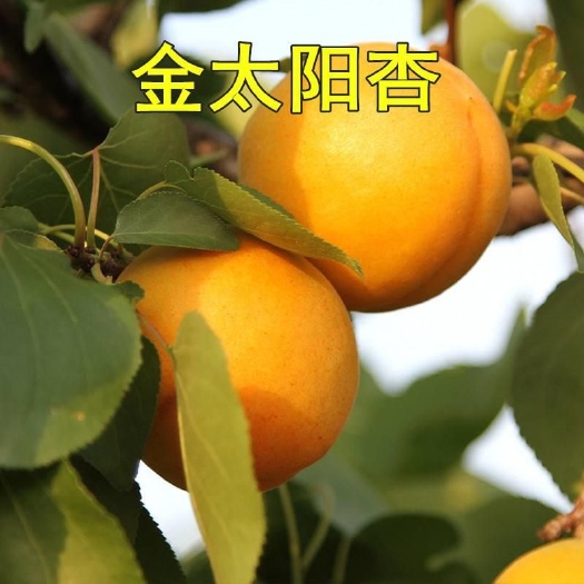 平邑县 金太阳杏树苗，个大，口感爽口超甜，产量高易成活，嫁接现挖现