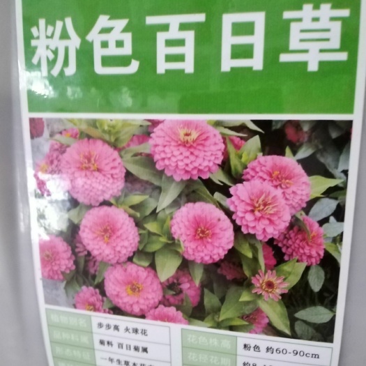 沭阳县百日草种子 百日草花种子 四季易播步步高花卉种子景观花海百日草花籽包邮