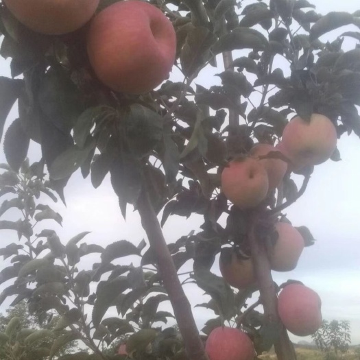 绥中县 寒富苹果