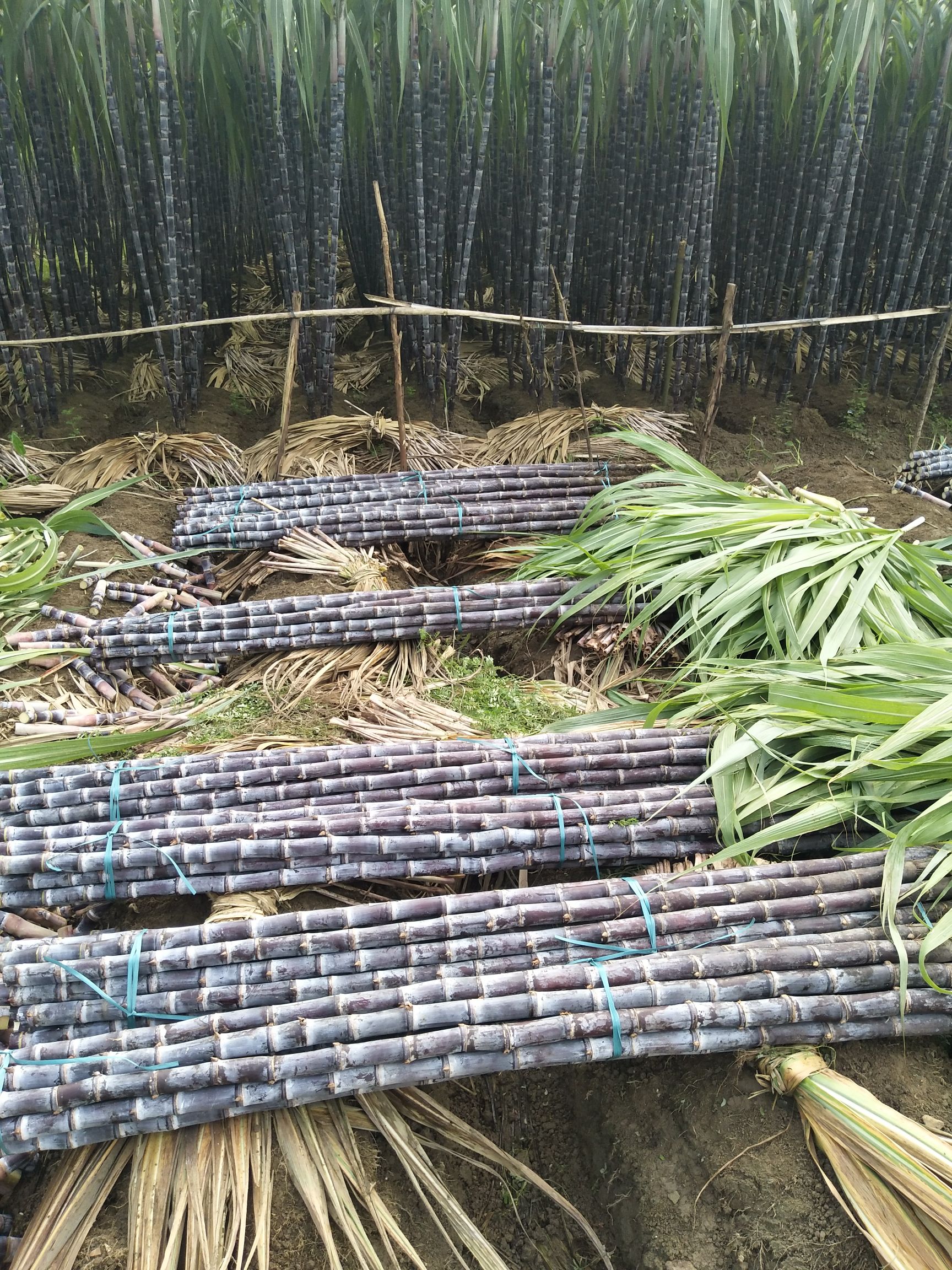 甘蔗  粗大均称 质量保证 诚信报价