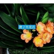 漳平市君子兰盆栽 精品君子兰盒栽，最少十片叶，百分五十年底开花 基地直销