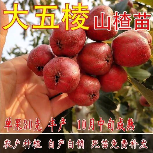 平邑县 大五棱山楂树苗，个大味微酸爽，营养，药用价值高，产量高易管
