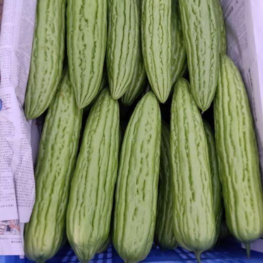 扶绥县绿苦瓜 20~30cm