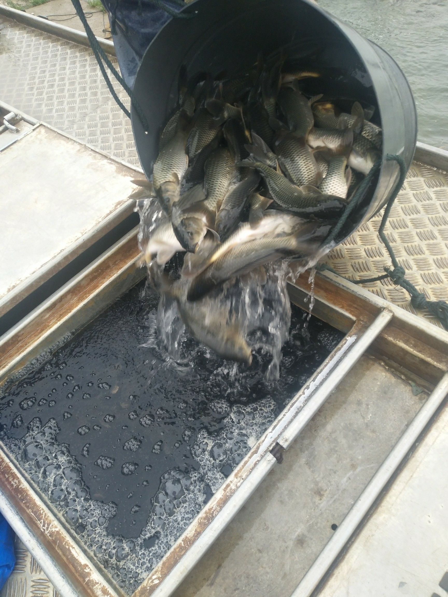 湘云鲫 1/2斤湘鲫大量有货