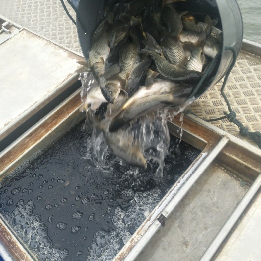 常德湘云鲫 1/2斤湘鲫大量有货