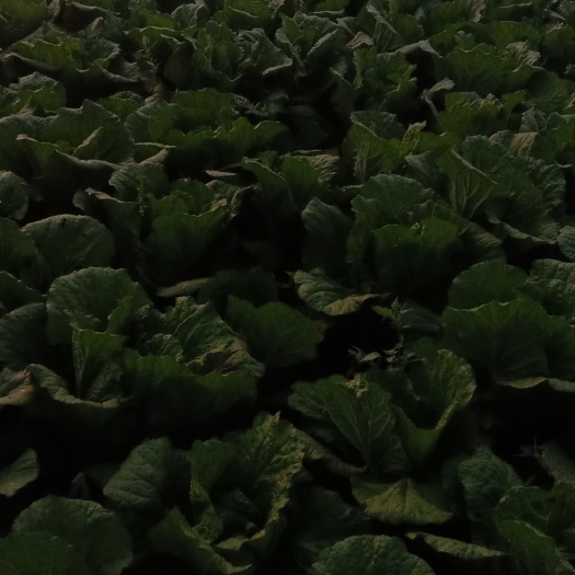定州市 玲珑黄白菜大量上市了