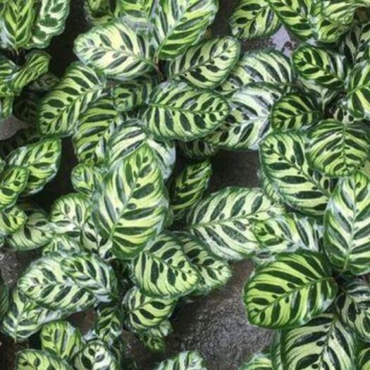 漳平市 精品孔雀竹芋