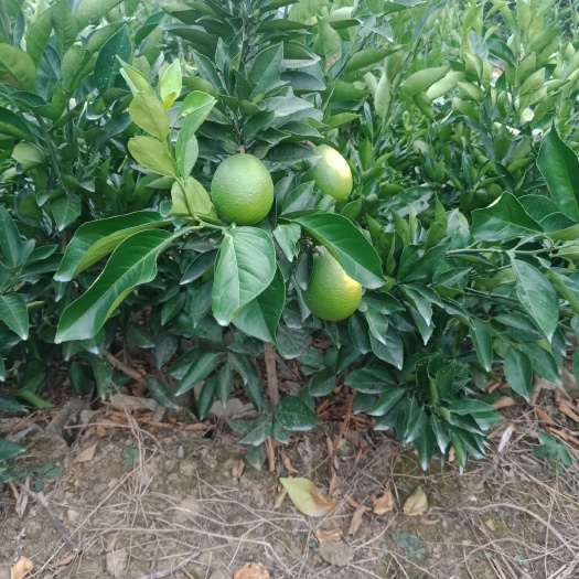 枝江市纽荷尔脐橙苗 纽荷尔脐橙杯苗