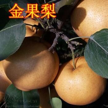 平邑县 苹果梨树苗，盆栽地栽，南北方种植！
