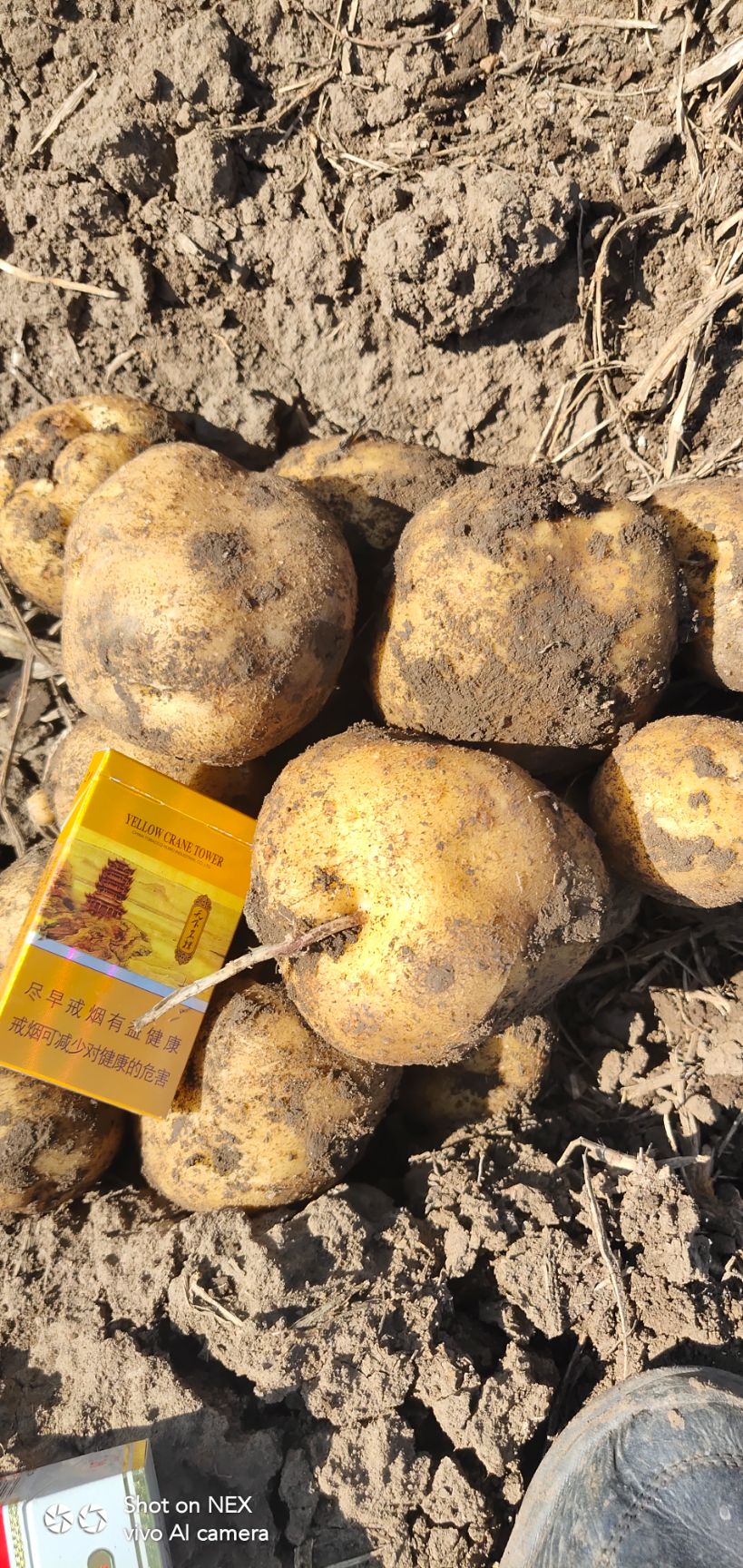 扶余市黄心土豆 各大型好，耐运输，耐储存。