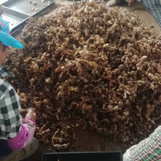 勐海县黄精种苗 优质黄精苗