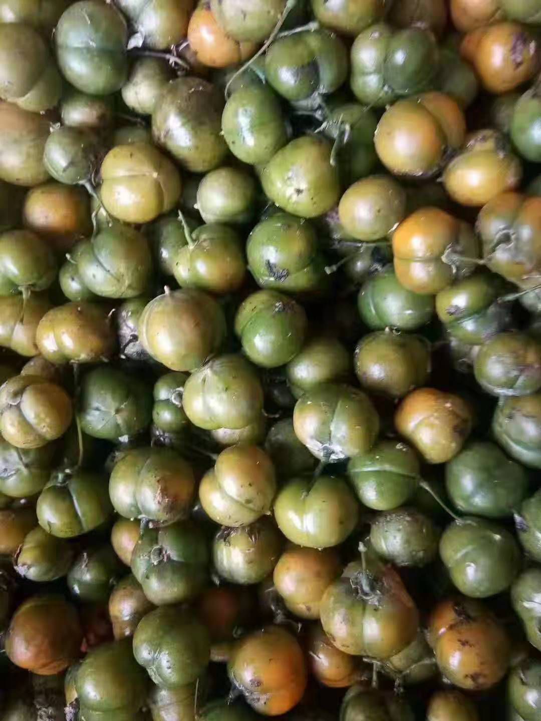 云南红花滇黄精种子 发芽率98% 提供种植技术指导