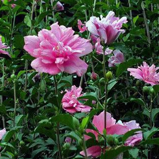 平邑县大花木槿  多彩木槿花
