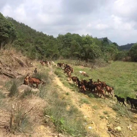 龙岩 放养山羊