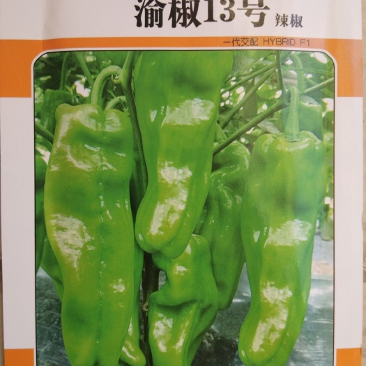 绵阳渝椒13号辣椒种子  黄皮辣椒种子 辣椒种子 牛角椒种子 黄皮 皮薄 抗病