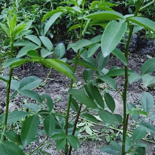 洪雅县九叶青花椒苗 四川优质高产无刺藤椒(青花椒)嫁接杯苗，高端新品种柑橘嫁接苗