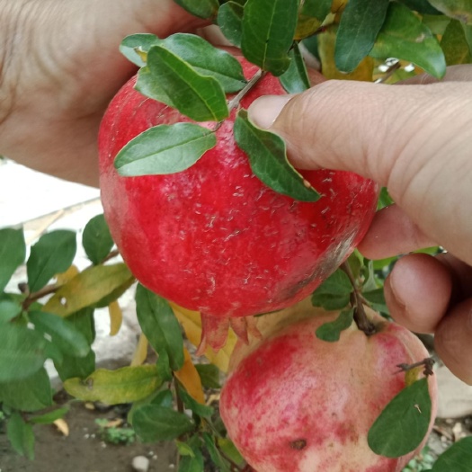 平邑县蒙阳红石榴苗 品种纯，包成活，量大，一手货源，籽粒饱满甜度高！
