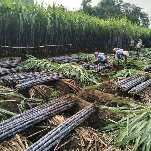 甘蔗  粗大均称 质量保证 诚信报价