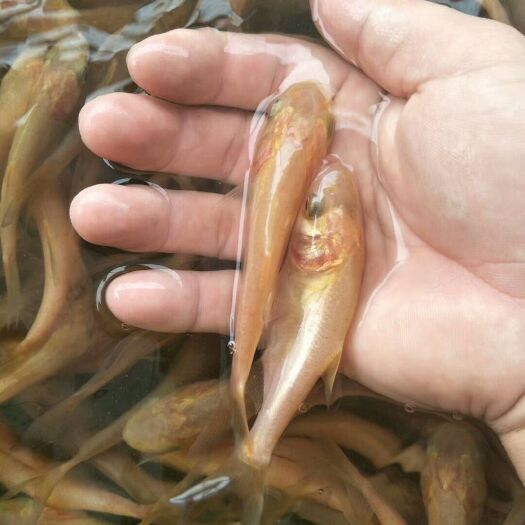 佛山 黄金大头鱼苗  规格苗