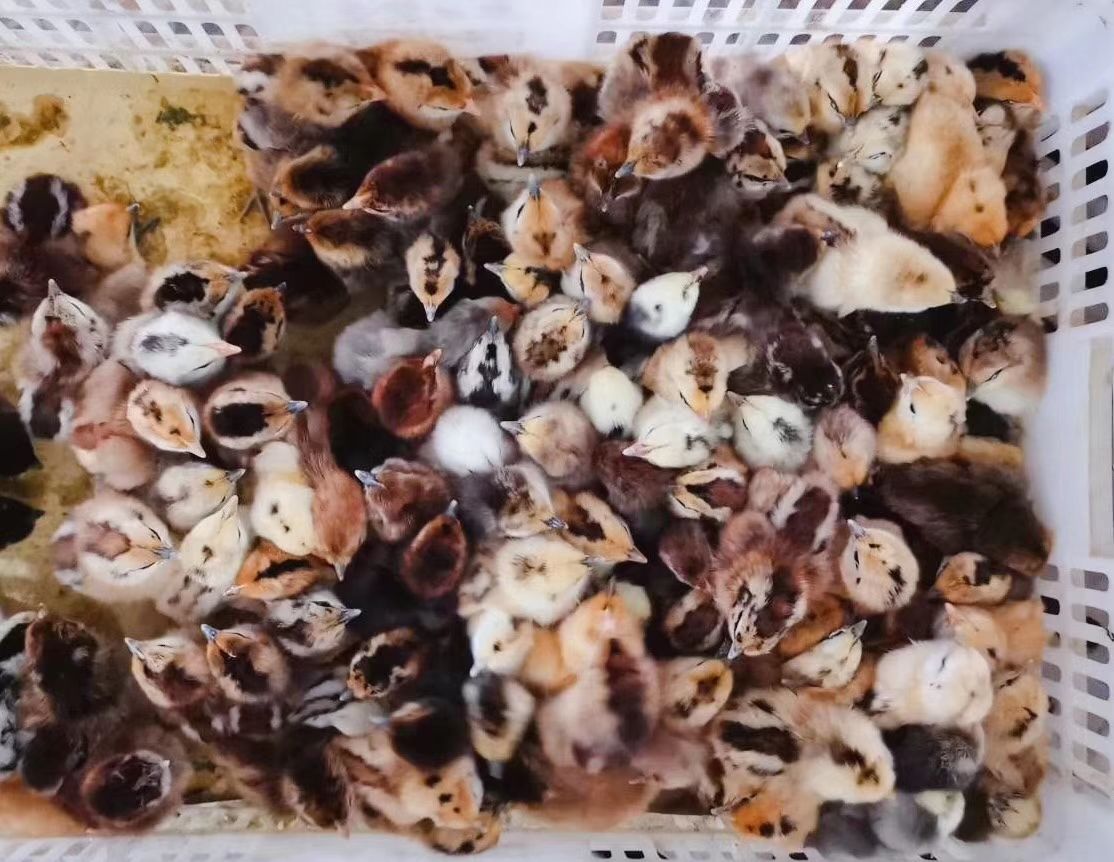  麻羽高产绿壳蛋鸡苗孵化场直发