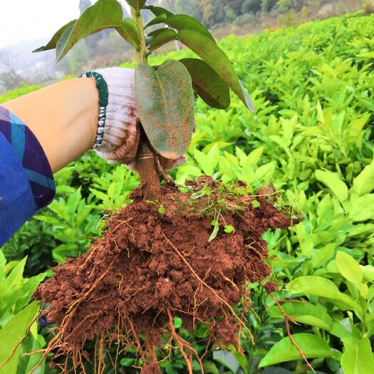 蜜柚苗  柚子苗红心等地径2公分以上大苗-基地直供包邮