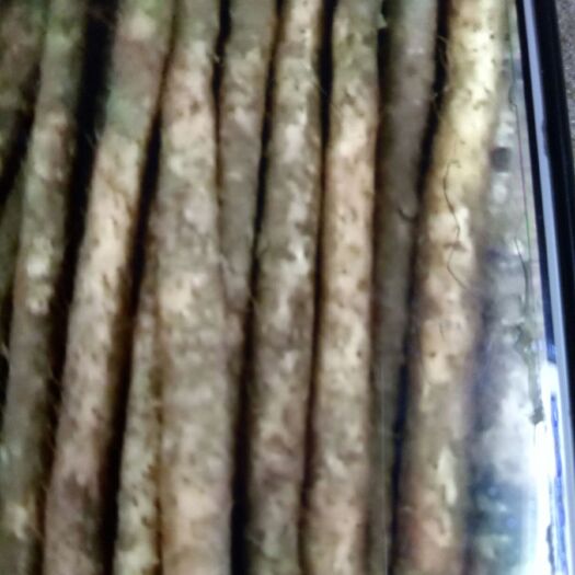 蠡县 小白嘴山药